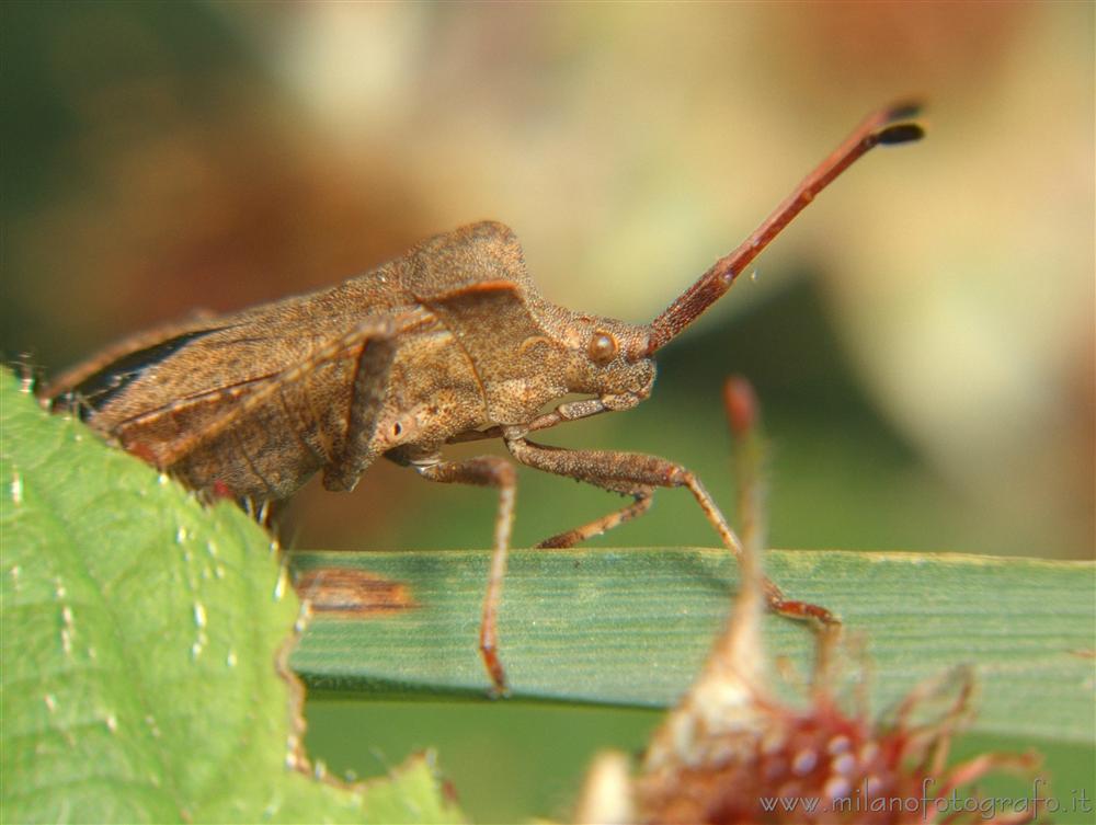 Rosazza (Biella) - Coreus marginatus